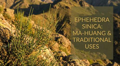 涩里番植物视频-麻黄